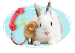 Conejo blanco junto a un pollito amarillo con un teléfono rojo antiguo sobre fondo azul turquesa.