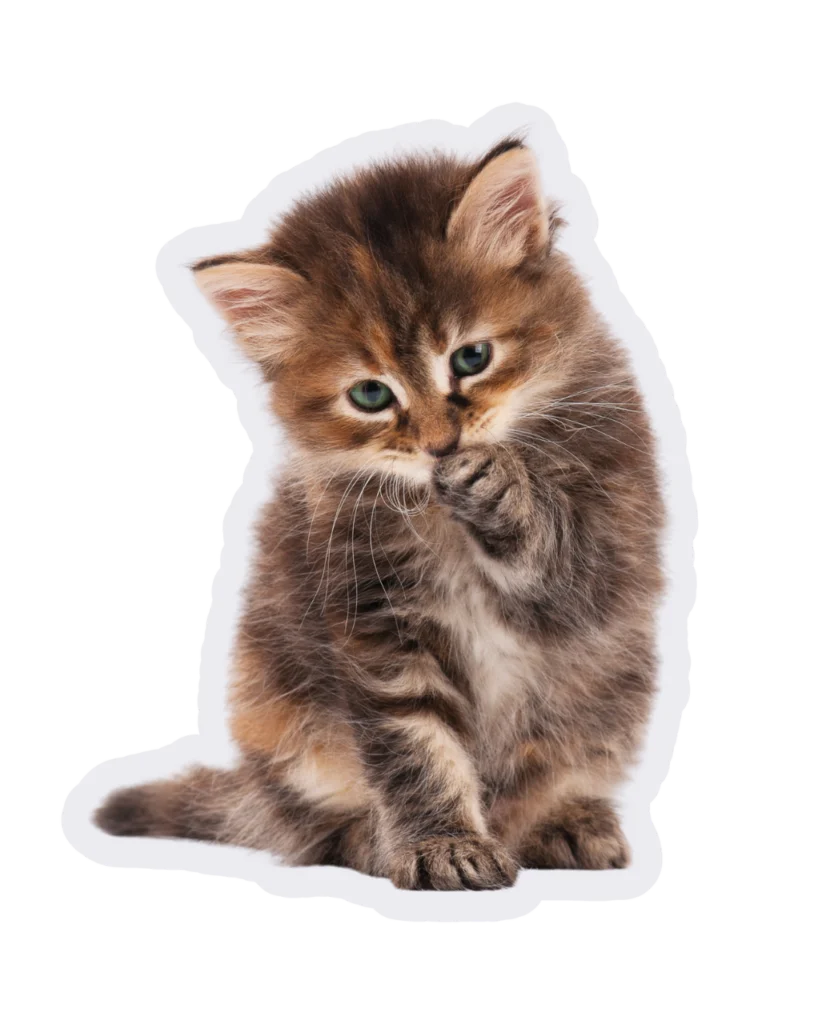 un gato pequeño de corta edad, lamiendo su pata, animals 360