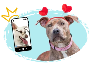 Perra con diadema de corazones rojos mirando al frente junto a un teléfono móvil que muestra a otro perro blanco con gafas.
