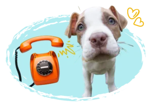 Teléfono naranja retro junto a un cachorro curioso con fondo turquesa y detalles gráficos